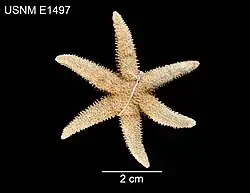 Leptasterias leptodoma