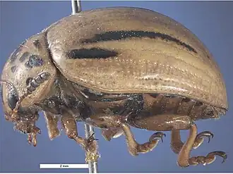 Description de l'image Leptinotarsa defecta lateral.jpg.