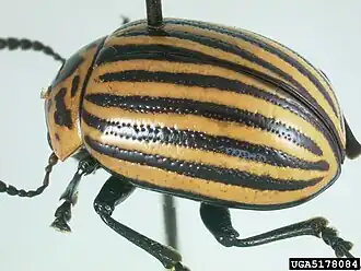 Description de l'image Leptinotarsa undecimlineata UGA5178084.jpg.