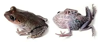 Description de l'image Leptobrachium abbotti (10.3897-evolsyst.2.27020) Figure 2 (cropped).jpg.