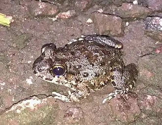 Description de l'image Leptodactylus lithonaetes.jpg.