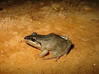 Description de l'image Leptodactylus spixi.jpg.