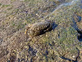 Leptodius sanguineus