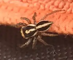 Description de l'image Leptofreya ambigua cropped.jpg.