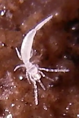 Description de l'image Leptokoenenia pelada.png.