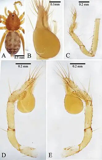 Description de l'image Leptoneta monodactyla (10.3897-zookeys.1000.57660) Figure 1.jpg.