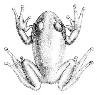 Description de l'image Leptopelis viridis.jpg.