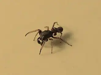 Description de l'image Leptorchestes sp, male 01.jpg.