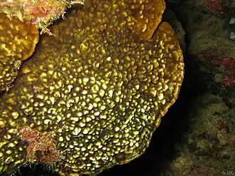 Leptoseris incrustans