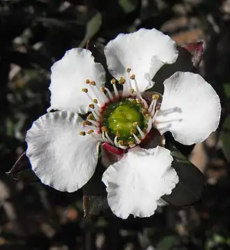 Fleur de Leptospermum turbinatum.