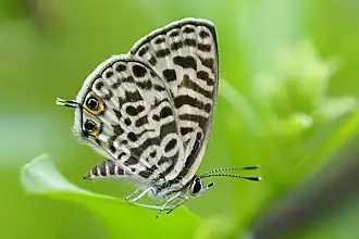 Leptotes plinius