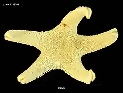 Leptychaster kerguelenensis