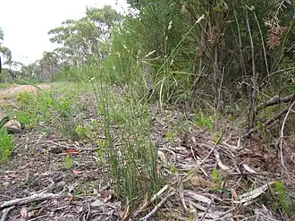 Description de cette image, également commentée ci-après