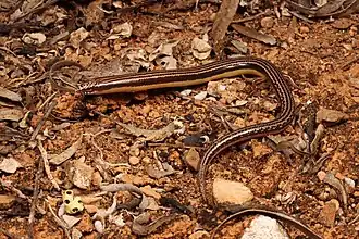 Description de l'image Lerista picturata (Southern robust slider) (51324939929).jpg.