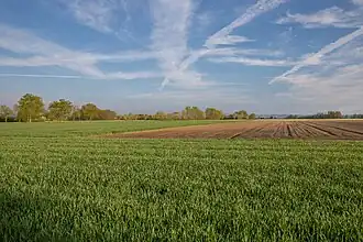 Terres agricoles dans la plaine du Forez, Sury-le-Comtal, vers le centre.
