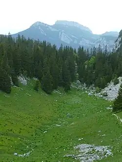 prairie avec au second plan des sapins et au loin des montagnes