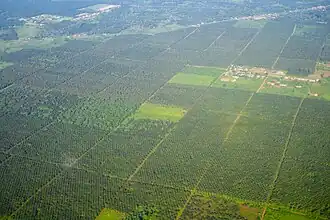 Les plantations de Bwapaki