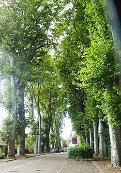les platanes de l'avenue de Charolles