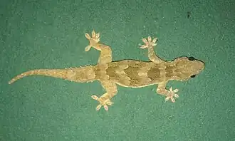 Description de l'image Leschenault's leaf-toed gecko from Sri Lanka.jpg.