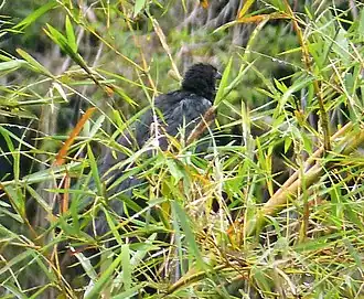 Description de l'image Lesser Black Coucal. Centropus bernsteini (48814736703) (cropped).jpg.