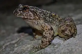 Description de l'image Lesser Spiny Frog (Quasipaa exilispinosa) 小棘蛙3.jpg.