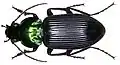 Lesticus nubilus