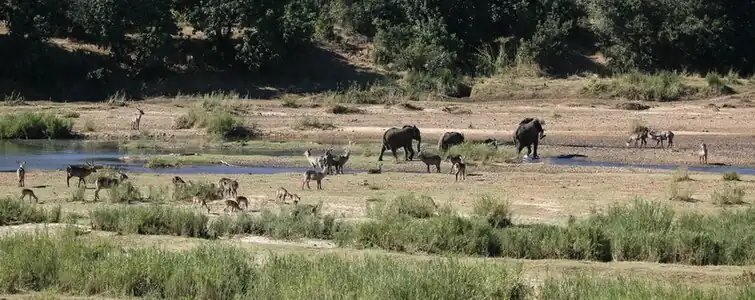Vue sur la Letaba River&nbsp;(en), dans le nord du parc Kruger.