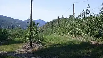 Verger à Lettret, (Hautes-Alpes)