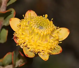 Description de l'image Leucadendron coriaceum 59832745.jpg.