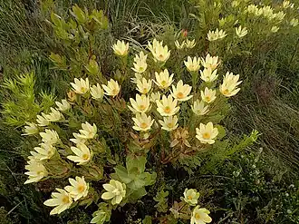 Description de l'image Leucadendron gandogeri Kleinmond 05.jpg.