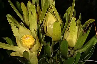Description de l'image Leucadendron laureolum 1DS-II 1-8287.jpg.