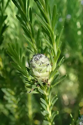 Description de l'image Leucadendron linifolium kz2.jpg.