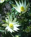 Leucadendron loeriense.