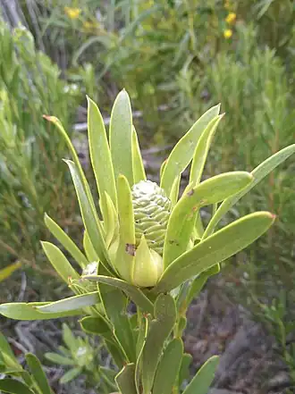 Description de l'image Leucadendron meridianum 48507486.jpg.