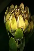 Description de l'image Leucadendron nervosum 1DS-II 3-5468.jpg.