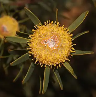 Description de l'image Leucadendron pubescens 59511795.jpg.