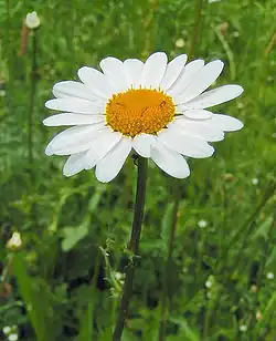 Marguerite commune
