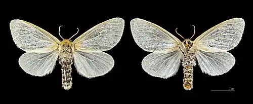 Le Liparis du saule ♀ à Les Mathes - MHNT