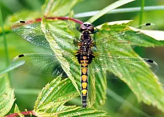 Leucorrhine à gros thorax.