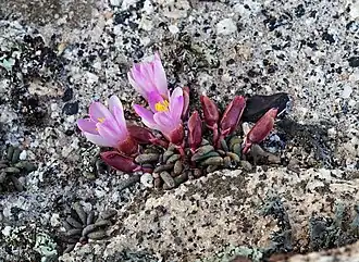 Description de l'image Lewisia disepala (Yosemite bitterroot) (32489090045).jpg.