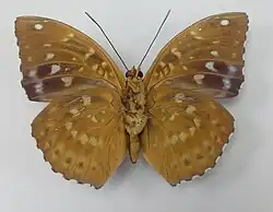 Mâle, face ventrale