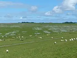 Les prés salés Buscher Heller, le long de la rive orientale : on aperçoit, entre les bosquets, l'antenne radio historique de Norddeich Radio.