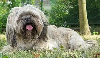 Lhassa de 13 ans, robe charbonnée.