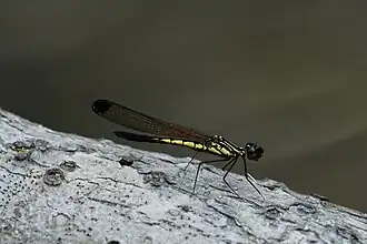 ♂