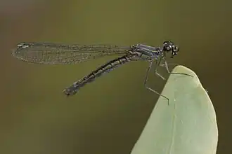 ♀