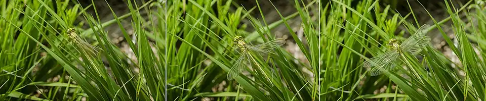 Libellule déployant ses ailes.