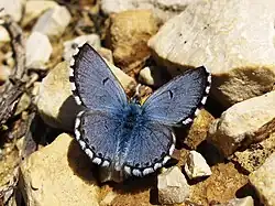 Pseudophilotes panoptes