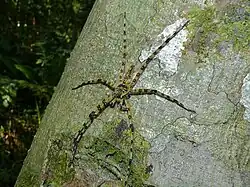 Heteropoda boiei du parc national de Niah en  Malaisie