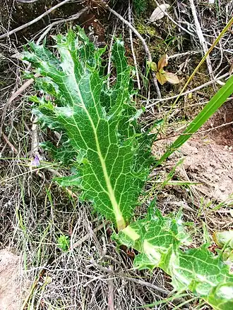 Description de cette image, également commentée ci-après