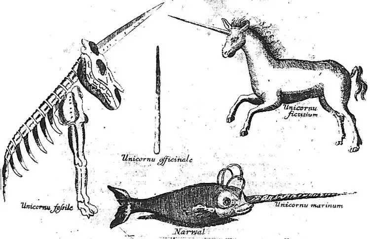 Le dessin montre le squelette composite d'un animal cornu auquel manquent les pattes arrière à gauche ; à droite, une licorne équine à la longue corne torsadée est représentée. En bas figure ce qui ressemble à un poisson doté d'une corne. Au centre, une corne torsadée fait le lien entre ces trois représentations.
